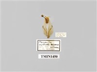 藏品(啞鈴帶鉤蛾)的圖片